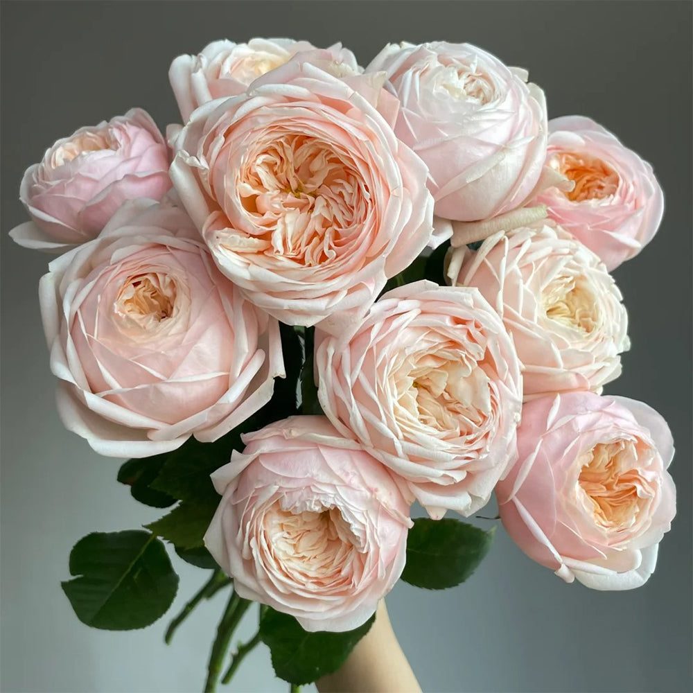 Dutch Florist Shrub Rose Inspired by Lady Ella