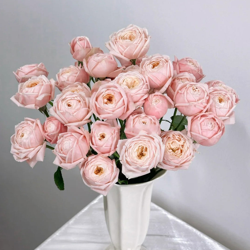 Dutch Florist Shrub Rose Inspired by Lady Ella