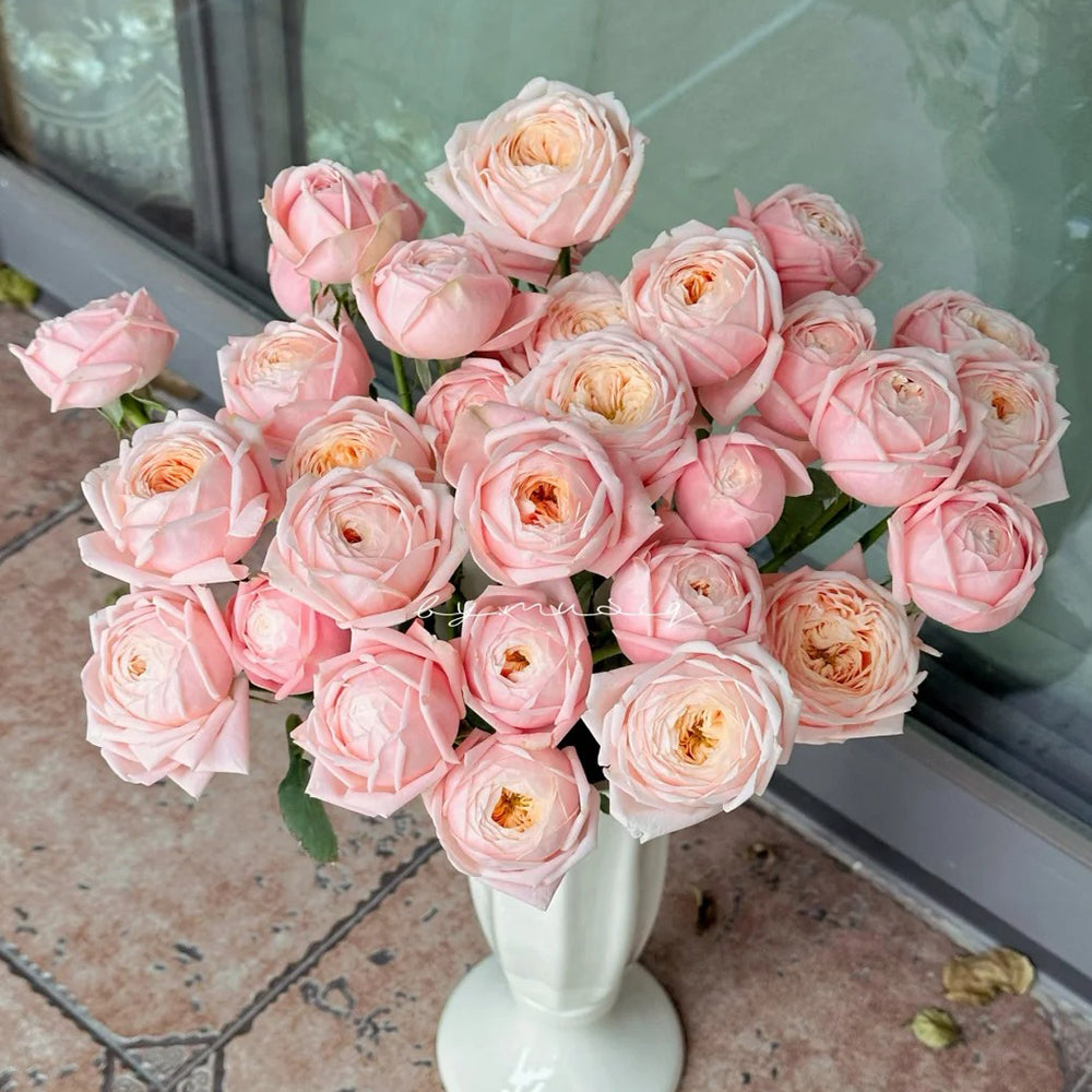Dutch Florist Shrub Rose Inspired by Lady Ella