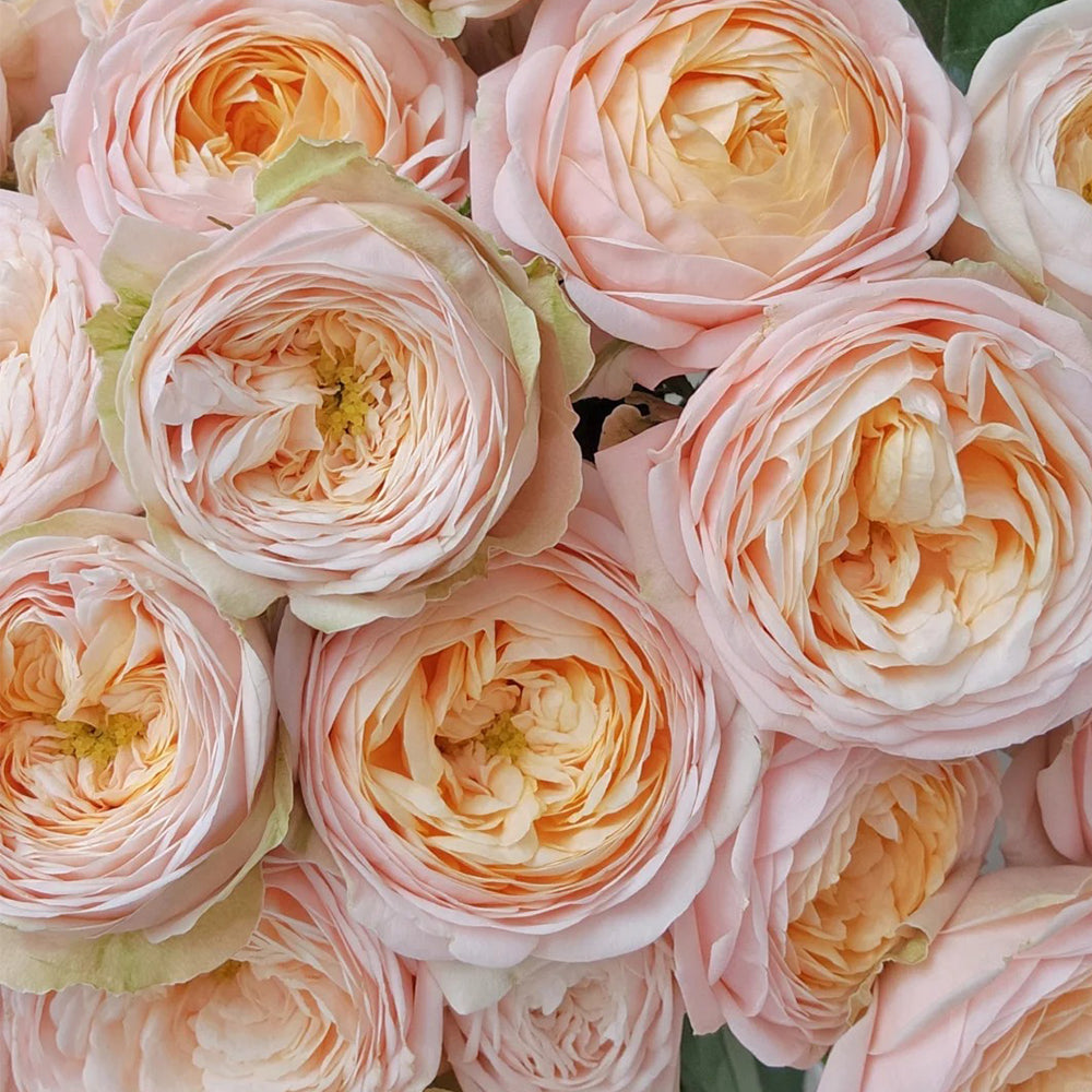 Dutch Florist Shrub Rose Inspired by Lady Ella