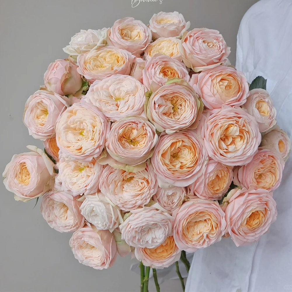 Dutch Florist Shrub Rose Inspired by Lady Ella