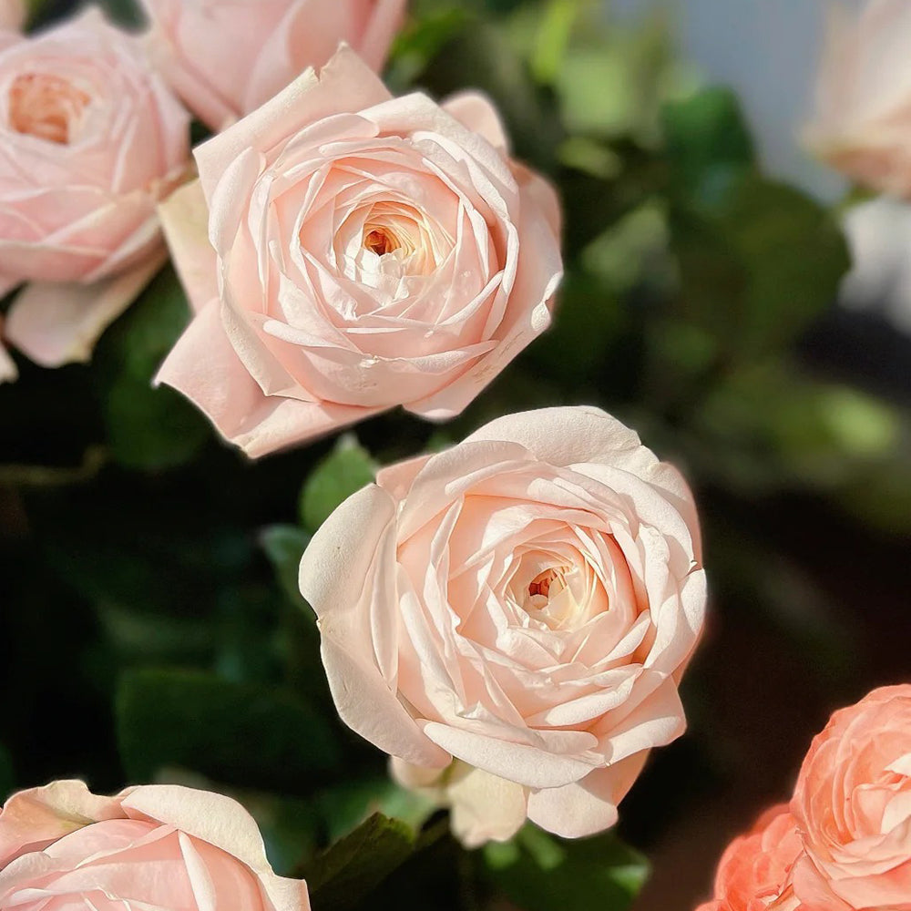 Dutch Florist Shrub Rose Inspired by Lady Ella