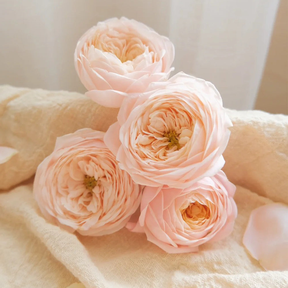 Dutch Florist Shrub Rose Inspired by Lady Ella