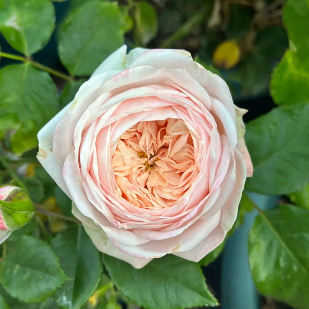Dutch Florist Shrub Rose Inspired by Lady Ella
