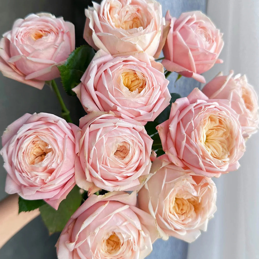Dutch Florist Shrub Rose Inspired by Lady Ella