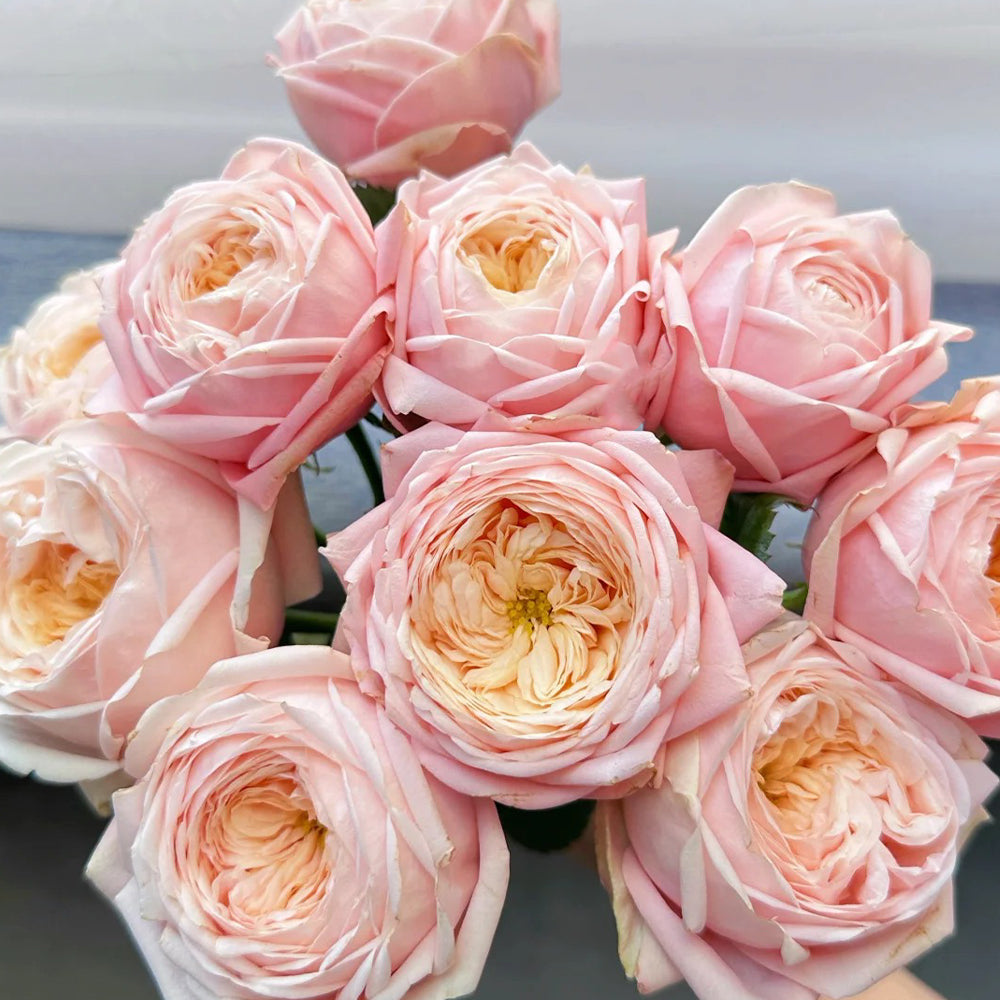Dutch Florist Shrub Rose Inspired by Lady Ella