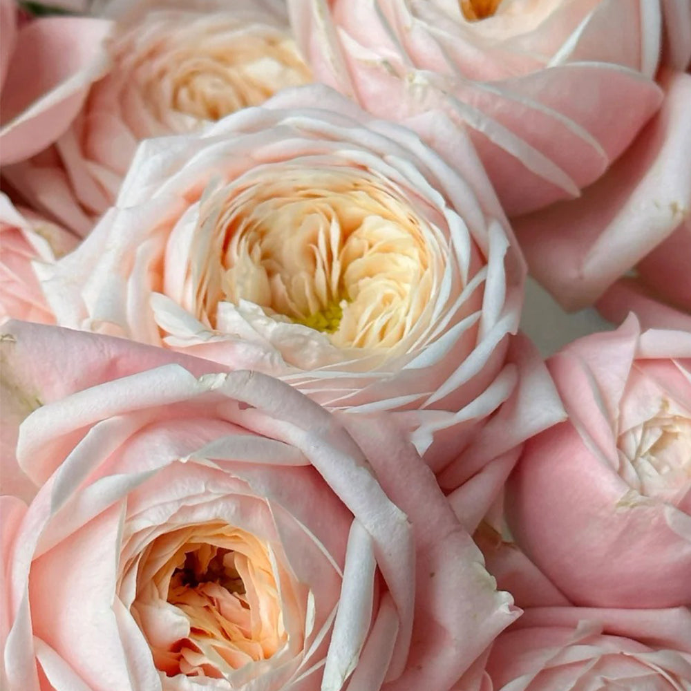 Dutch Florist Shrub Rose Inspired by Lady Ella