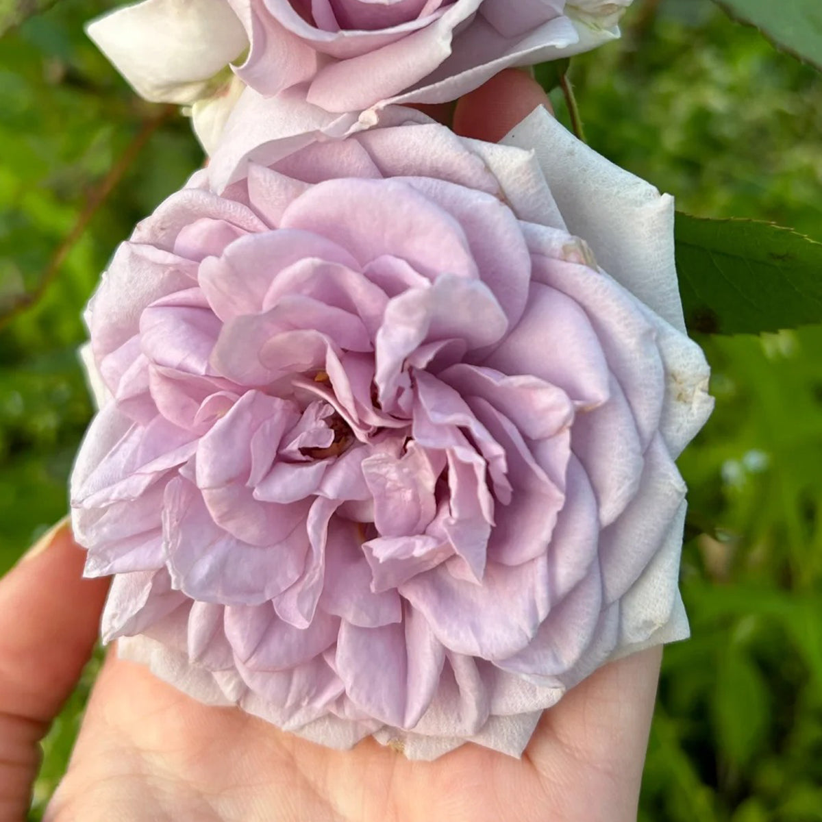 Noble Shine Japanese Garden Shrub Rose