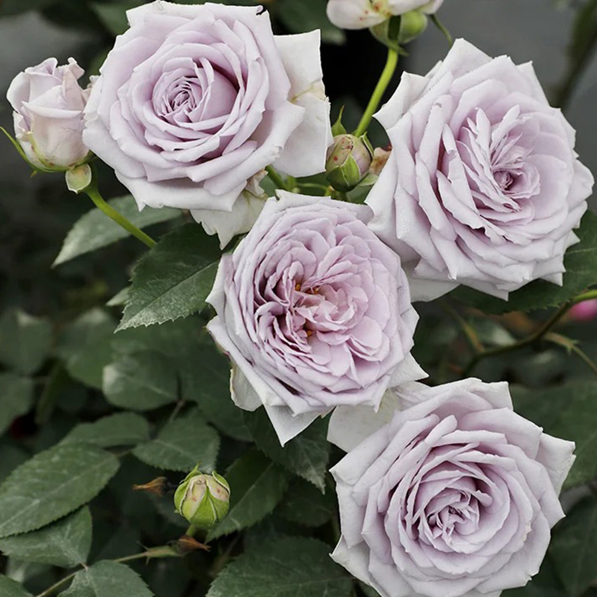Noble Shine Japanese Garden Shrub Rose