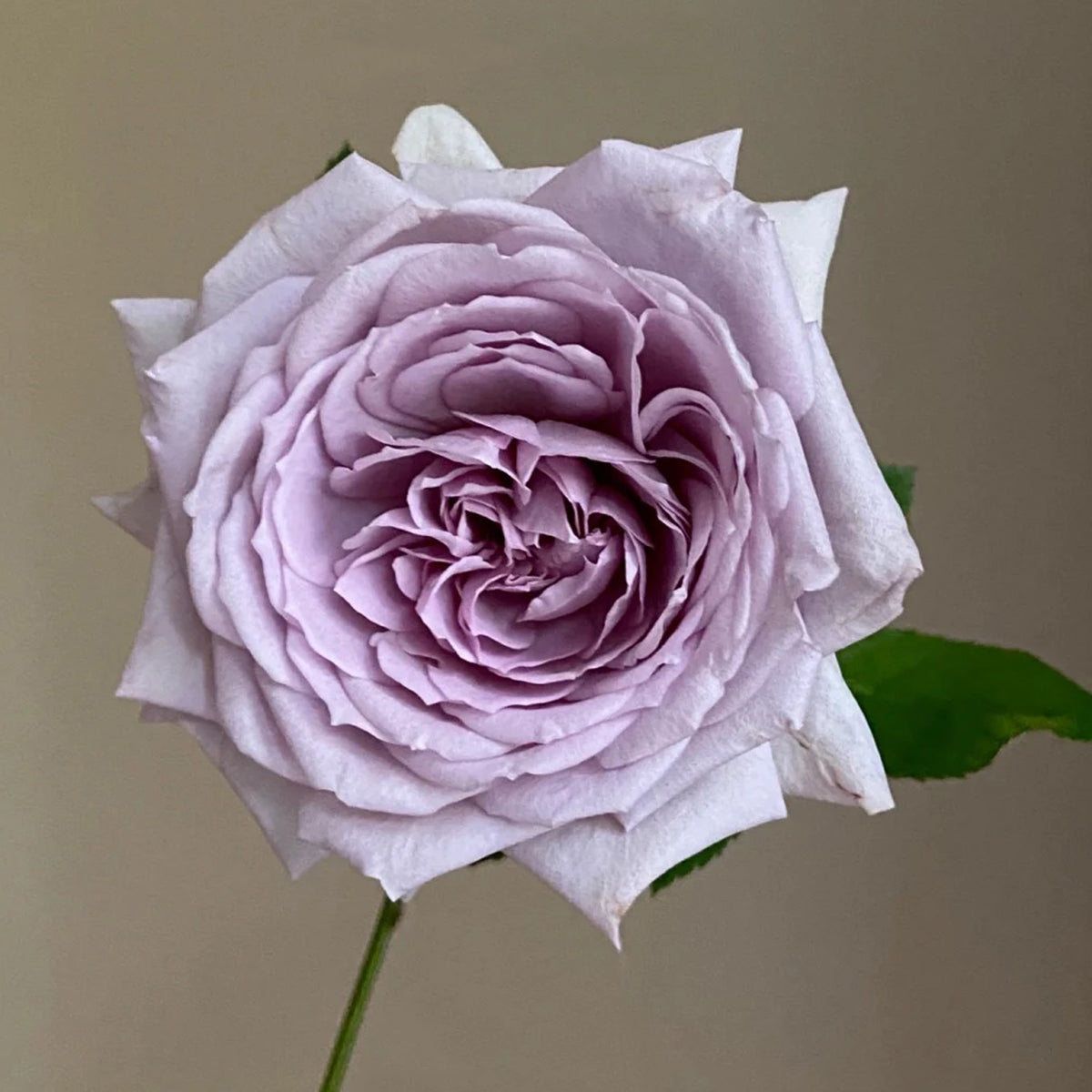 Noble Shine Japanese Garden Shrub Rose