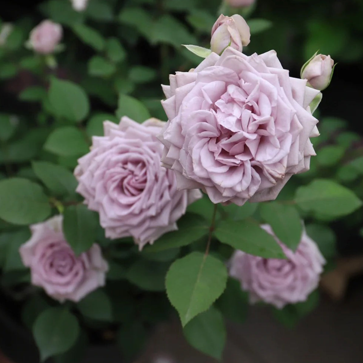 Noble Shine Japanese Garden Shrub Rose