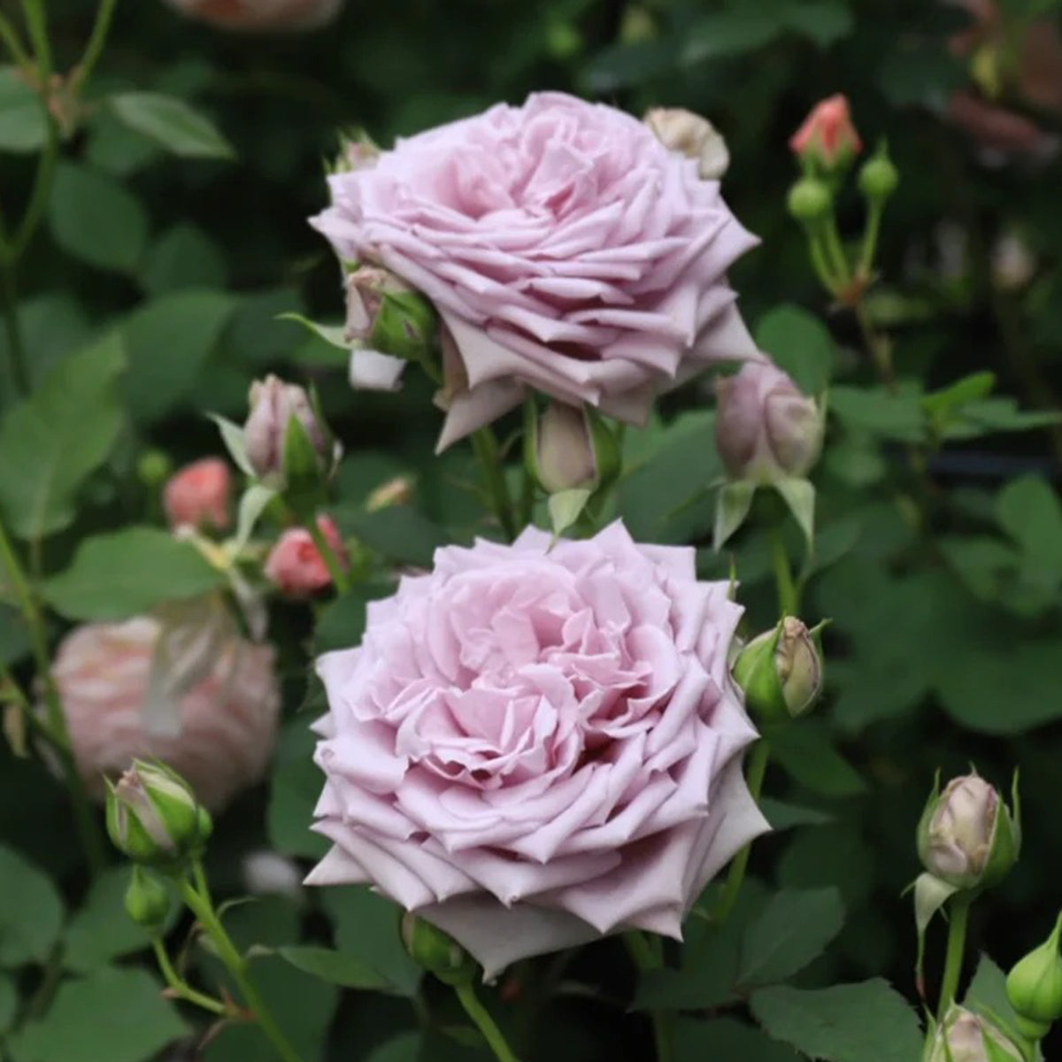 Noble Shine Japanese Garden Shrub Rose