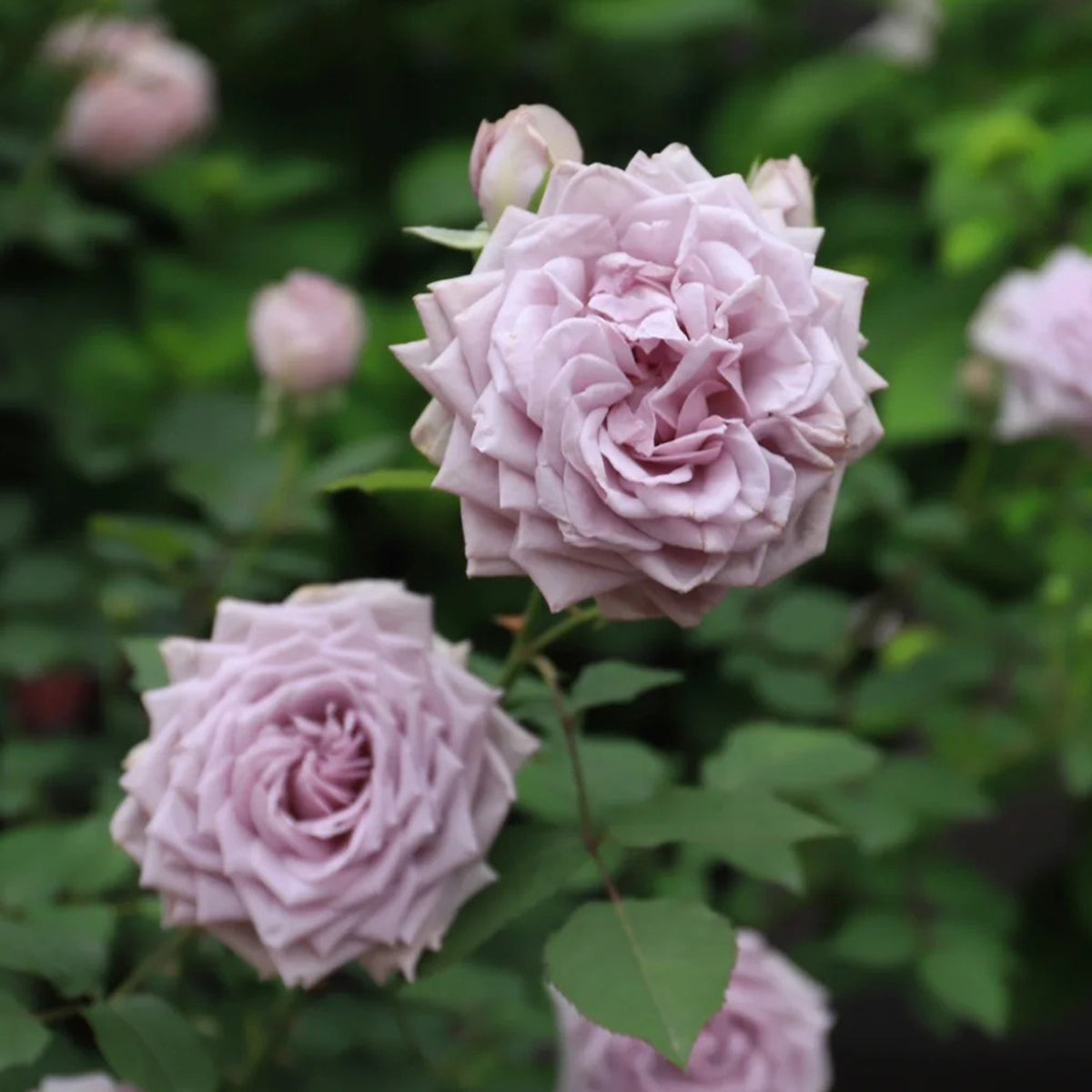 Noble Shine Japanese Garden Shrub Rose