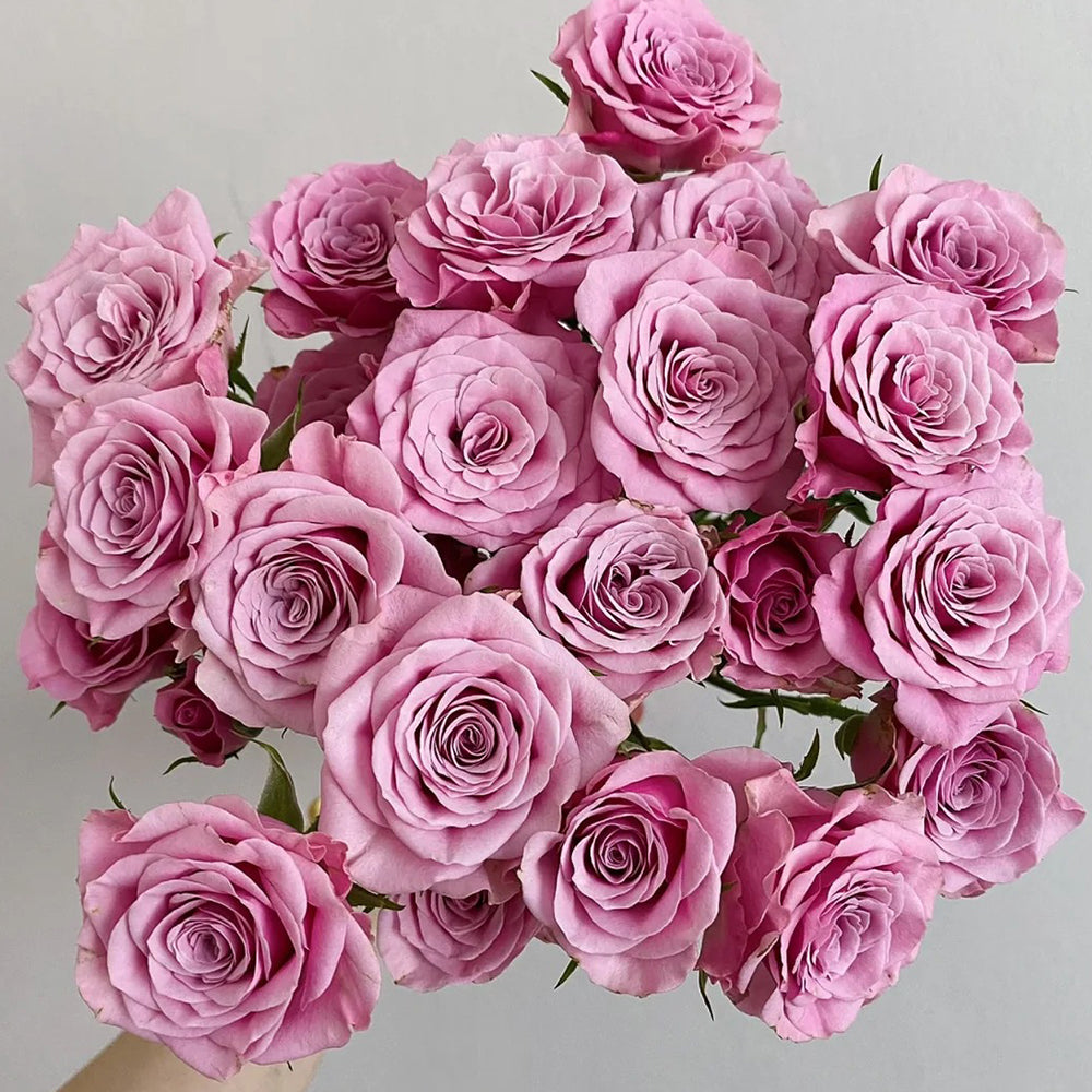 Dutch Florist Shrub Rose Inspired by Nolla