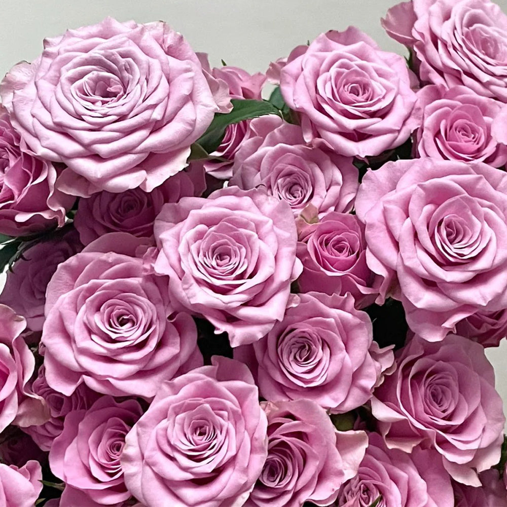 Dutch Florist Shrub Rose Inspired by Nolla