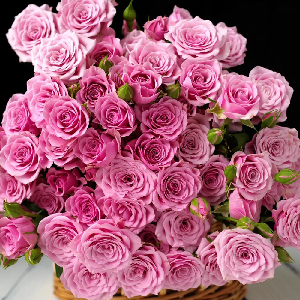 Dutch Florist Shrub Rose Inspired by Nolla