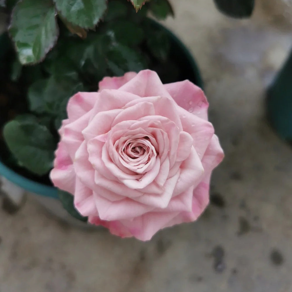 Dutch Florist Shrub Rose Inspired by Nolla