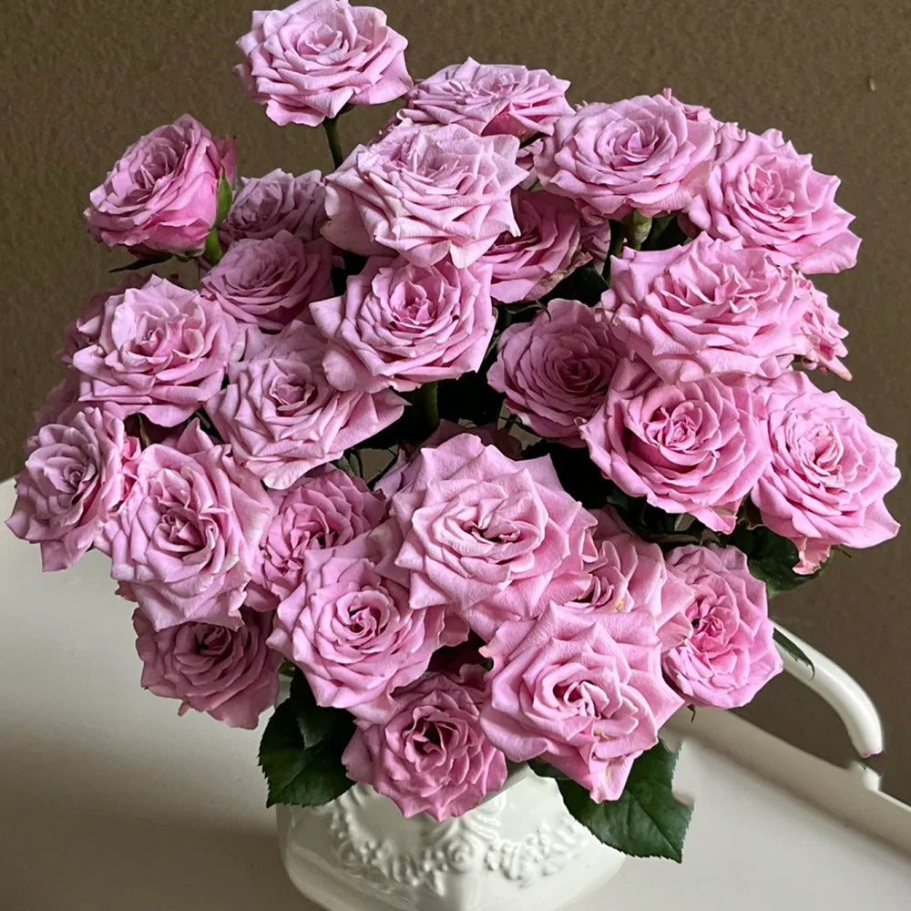 Dutch Florist Shrub Rose Inspired by Nolla