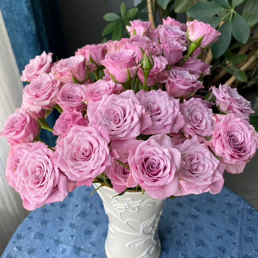 Dutch Florist Shrub Rose Inspired by Nolla