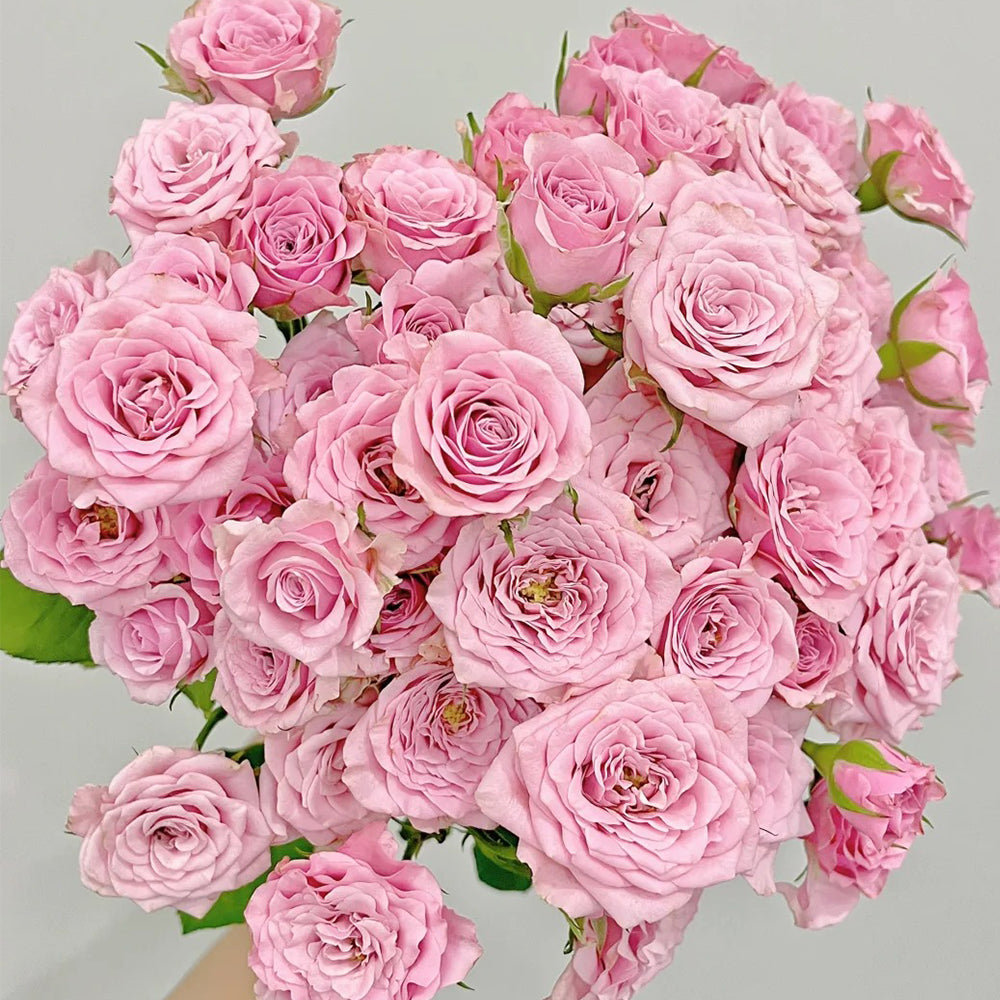 Dutch Florist Shrub Rose Inspired by Nolla