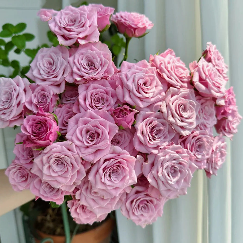 Dutch Florist Shrub Rose Inspired by Nolla