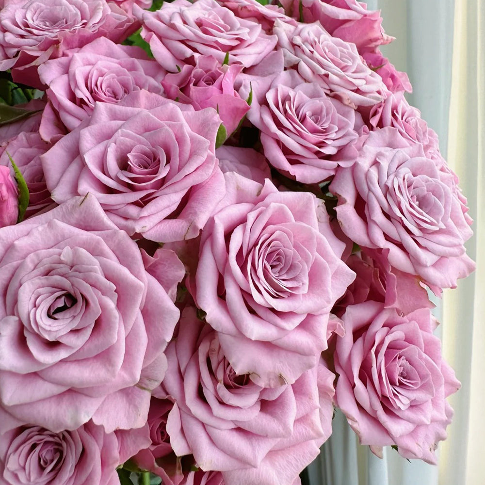 Dutch Florist Shrub Rose Inspired by Nolla