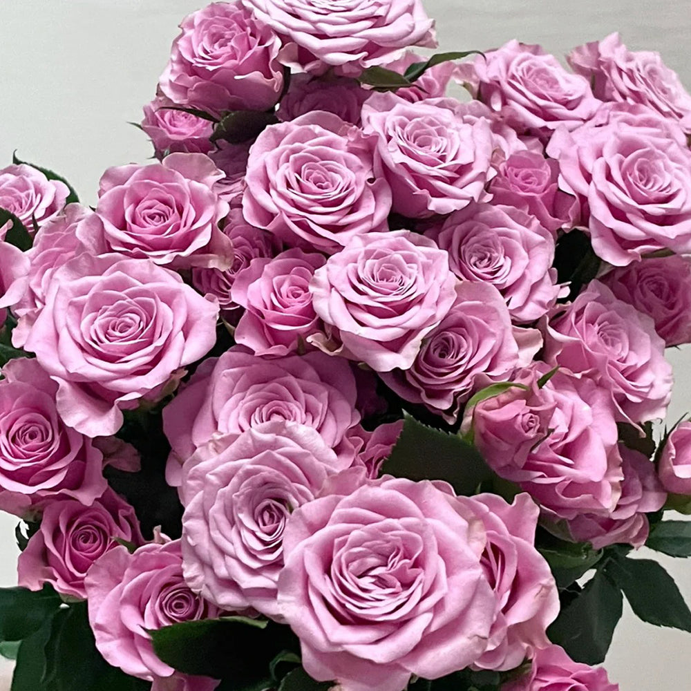 Dutch Florist Shrub Rose Inspired by Nolla