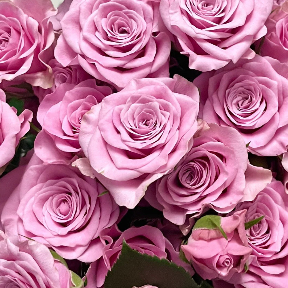 Dutch Florist Shrub Rose Inspired by Nolla
