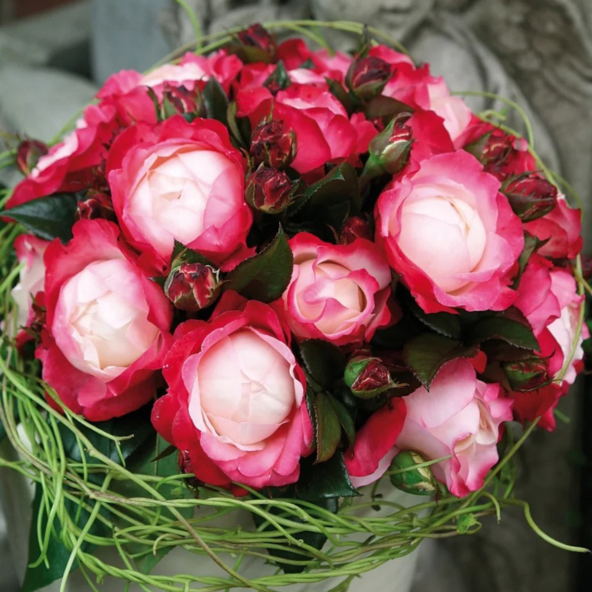 Nostalgia German Florist Hybrid Tea Rose For Sale – Highgarden Roses