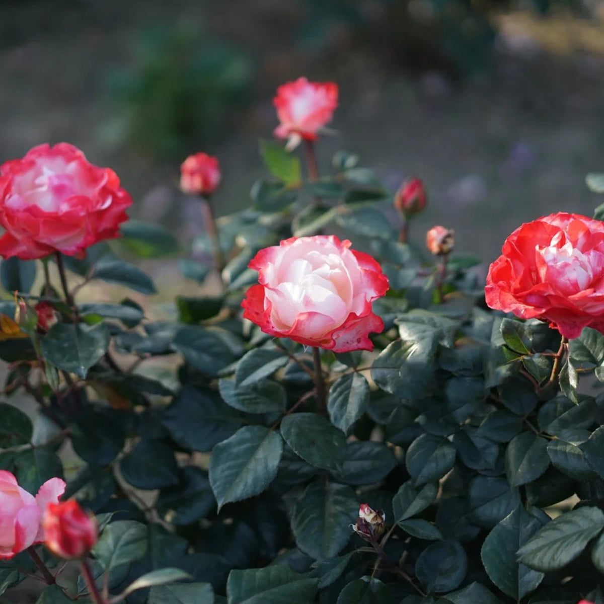 Nostalgia German Florist Hybrid Tea Rose