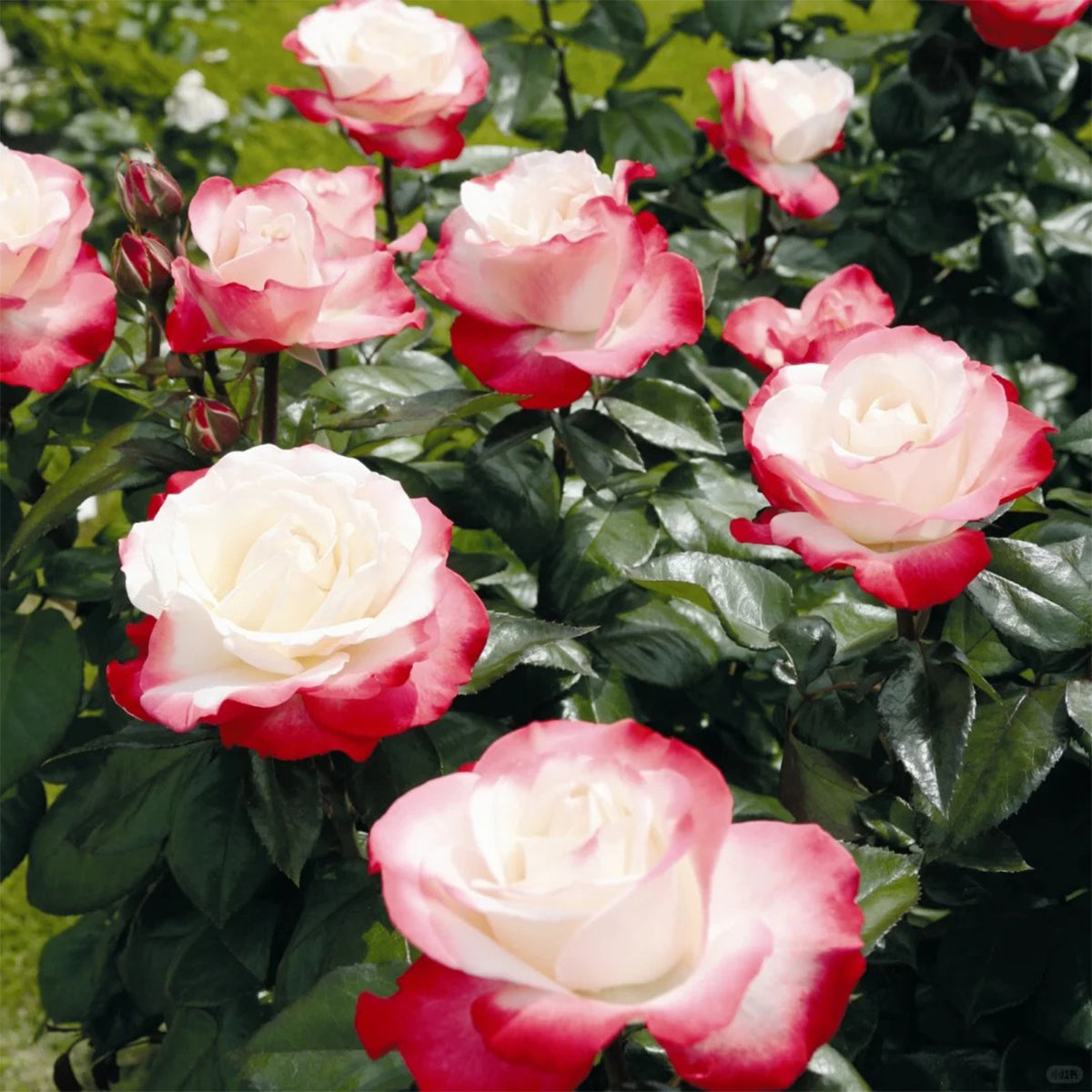 Nostalgia German Florist Hybrid Tea Rose