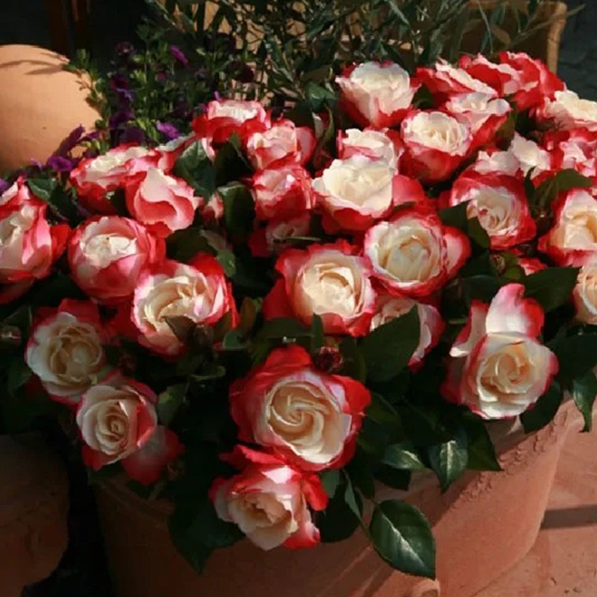 Nostalgia German Florist Hybrid Tea Rose
