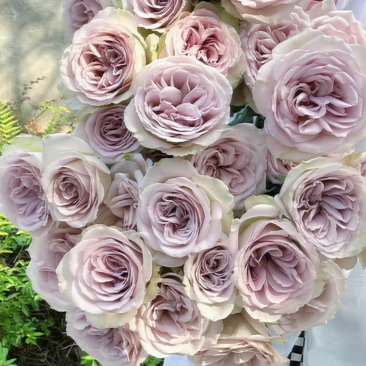 Notre Dame Dutch Florist Shrub Rose
