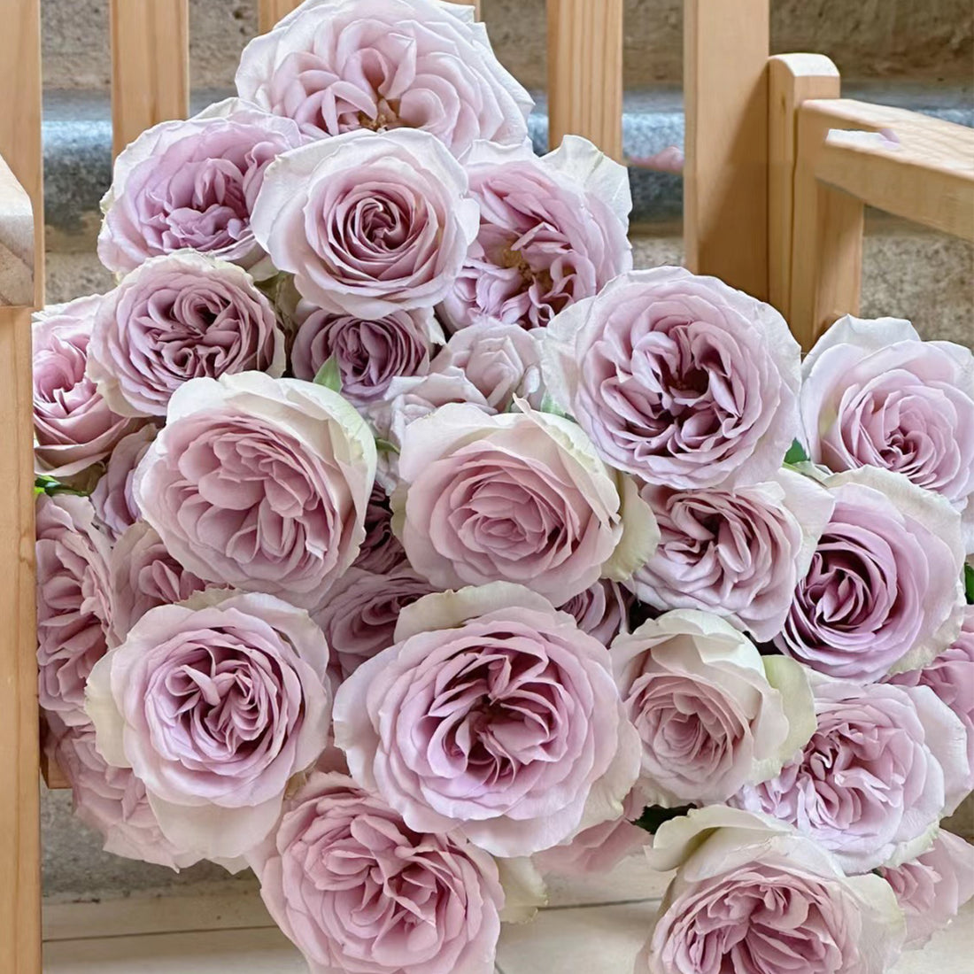 Notre Dame Dutch Florist Shrub Rose