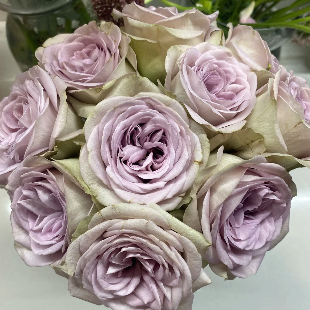 Notre Dame Dutch Florist Shrub Rose
