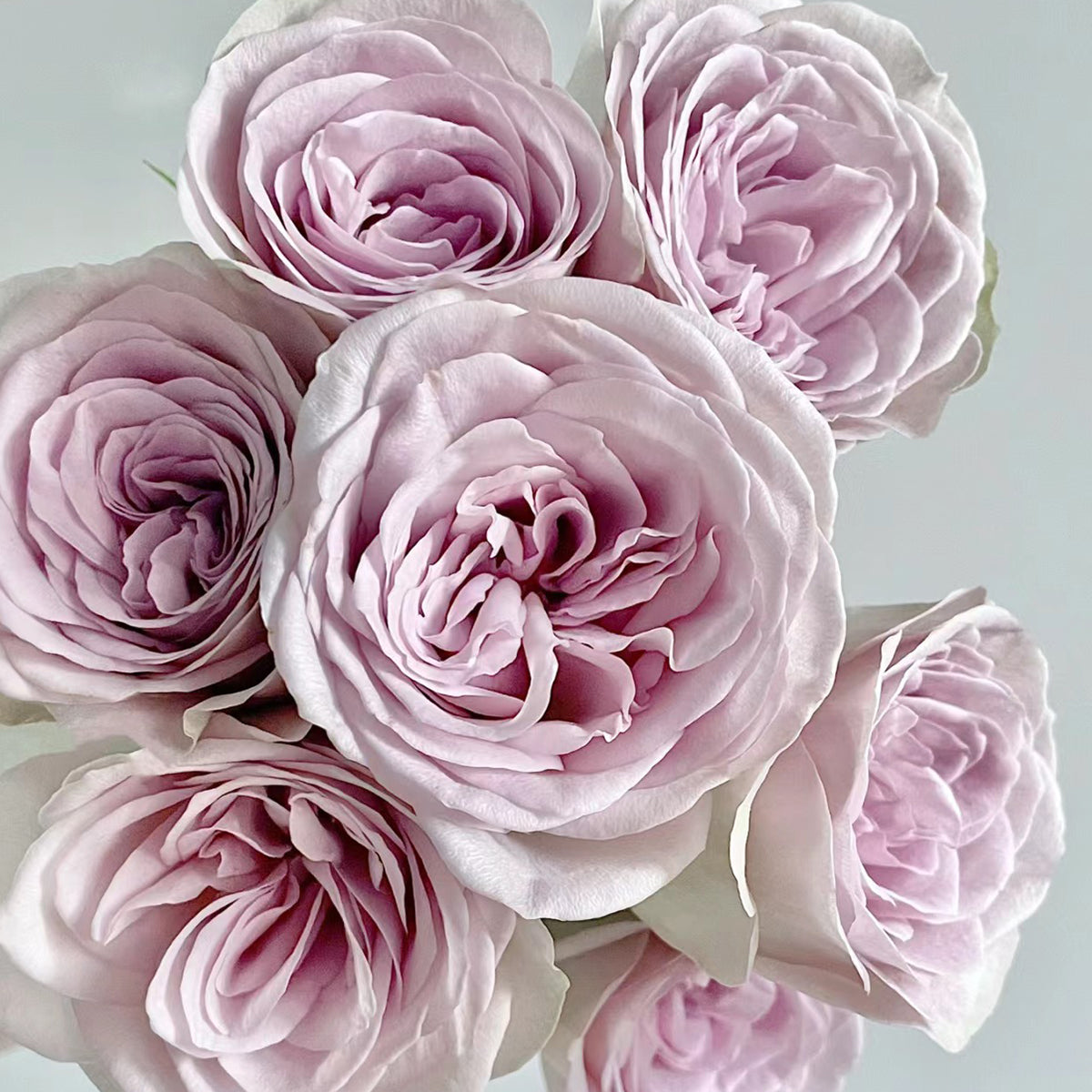 Notre Dame Dutch Florist Shrub Rose