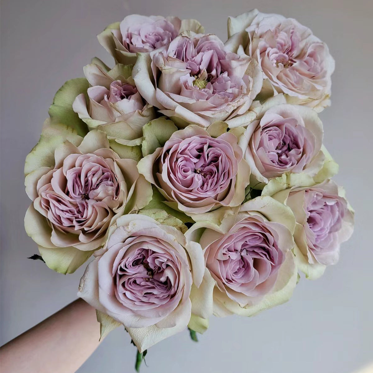 Notre Dame Dutch Florist Shrub Rose