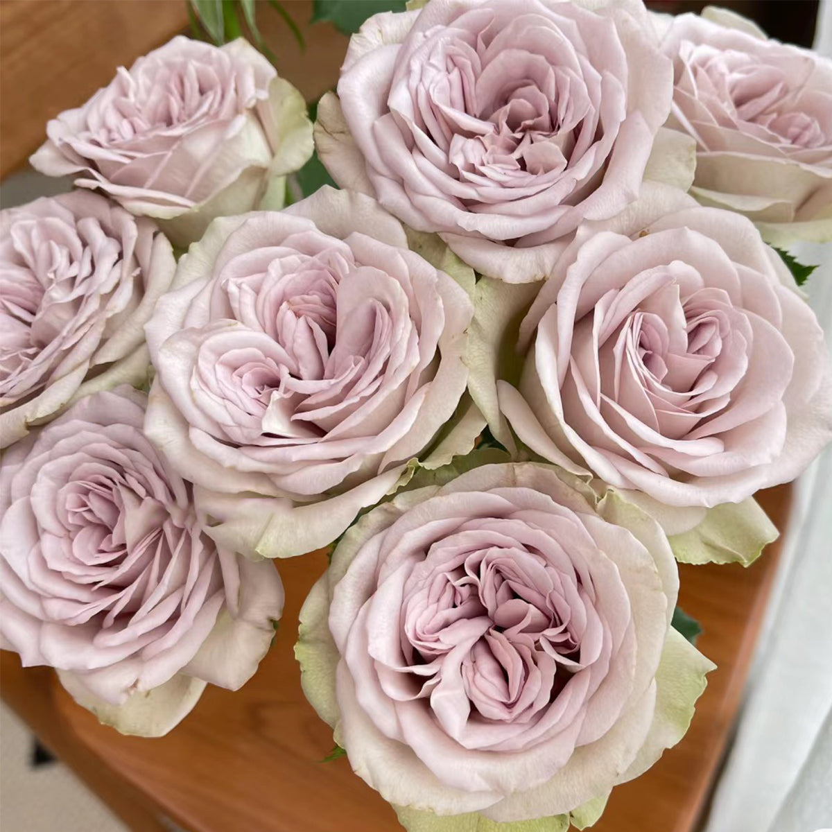 Notre Dame Dutch Florist Shrub Rose