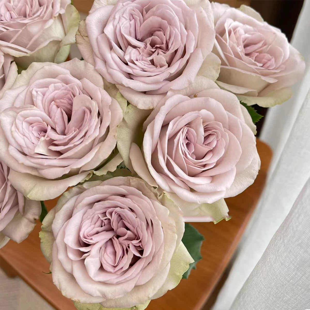 Notre Dame Dutch Florist Shrub Rose