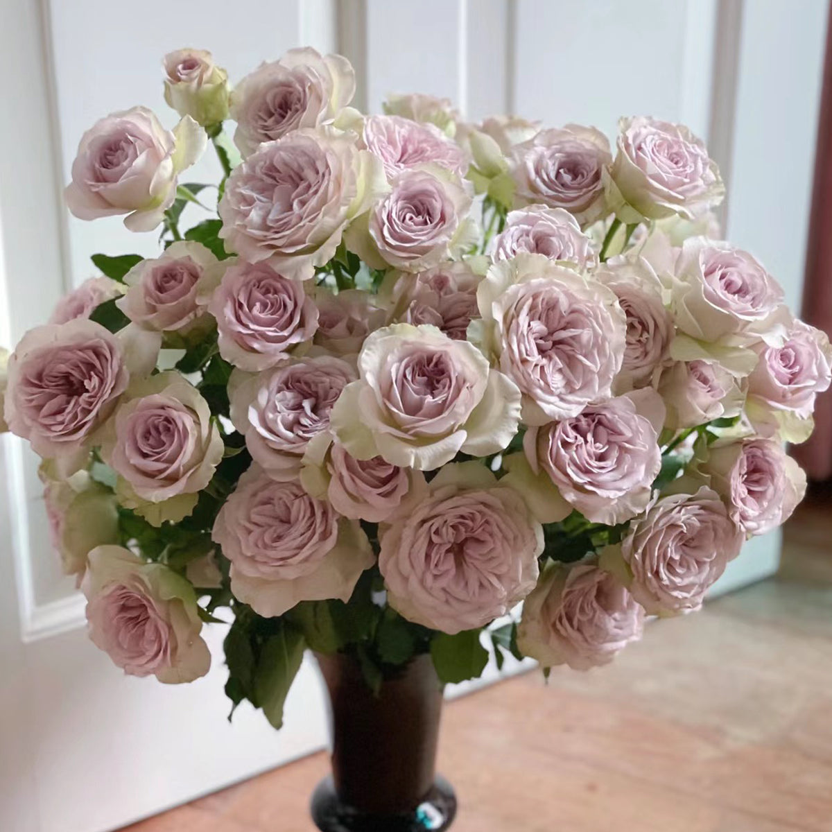 Notre Dame Dutch Florist Shrub Rose