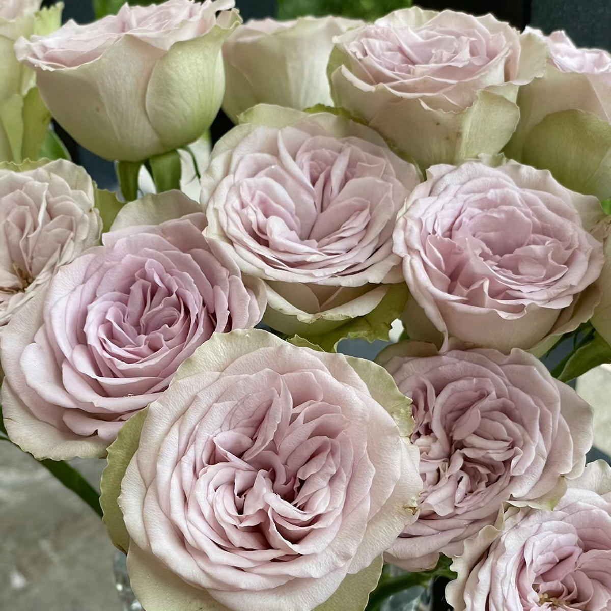 Notre Dame Dutch Florist Shrub Rose
