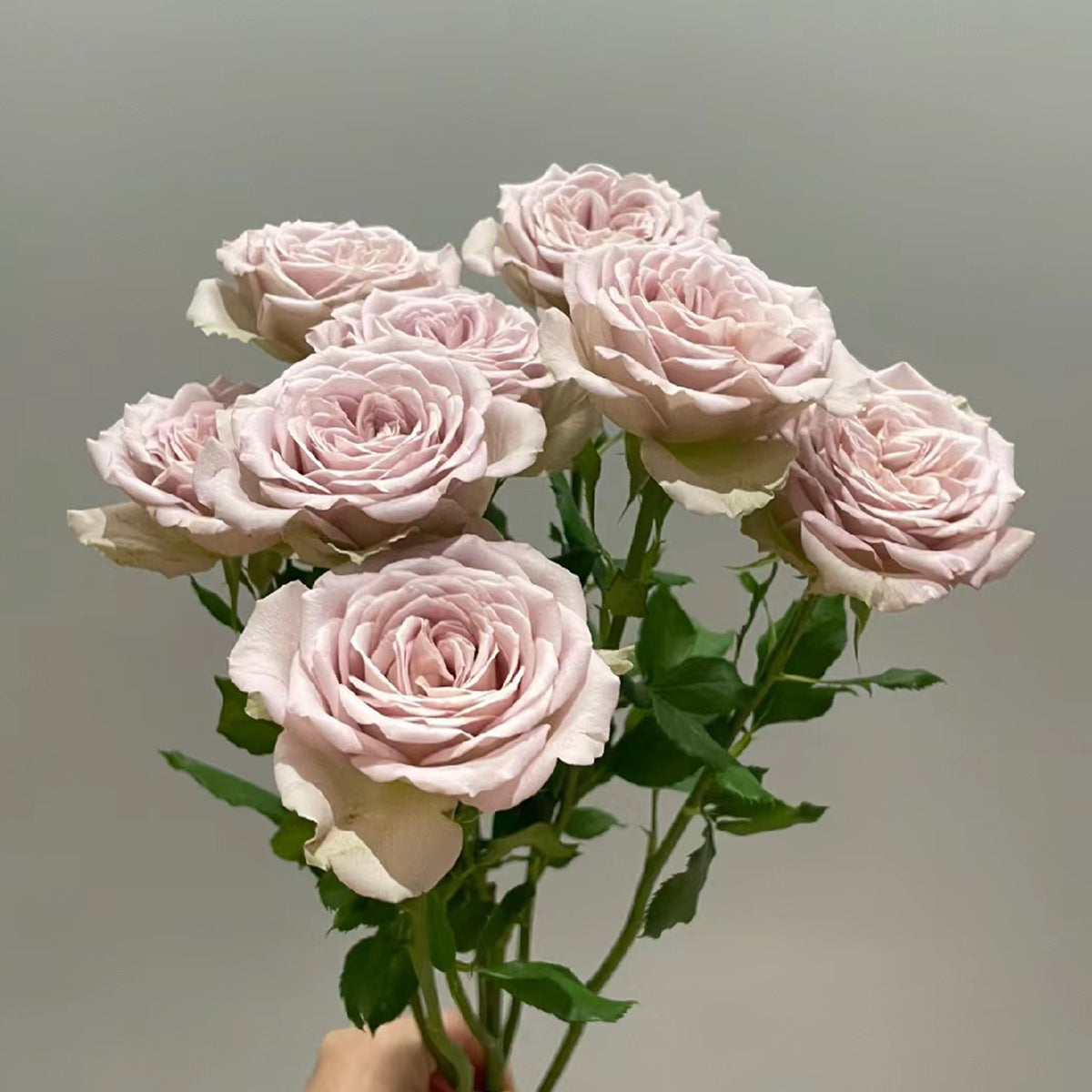 Notre Dame Dutch Florist Shrub Rose