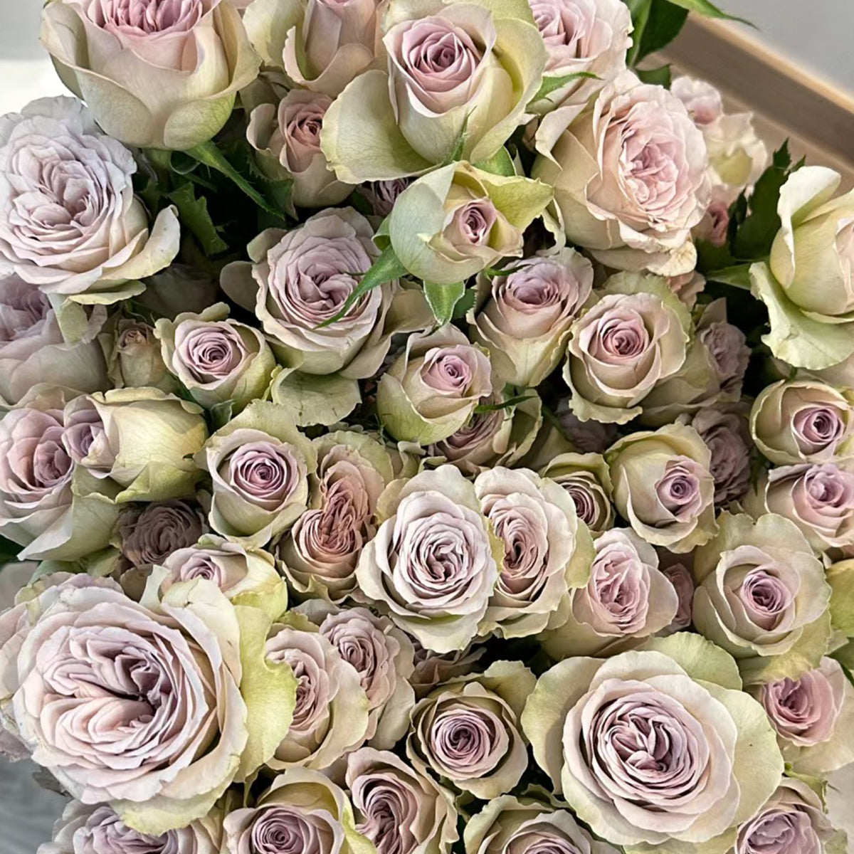 Notre Dame Dutch Florist Shrub Rose