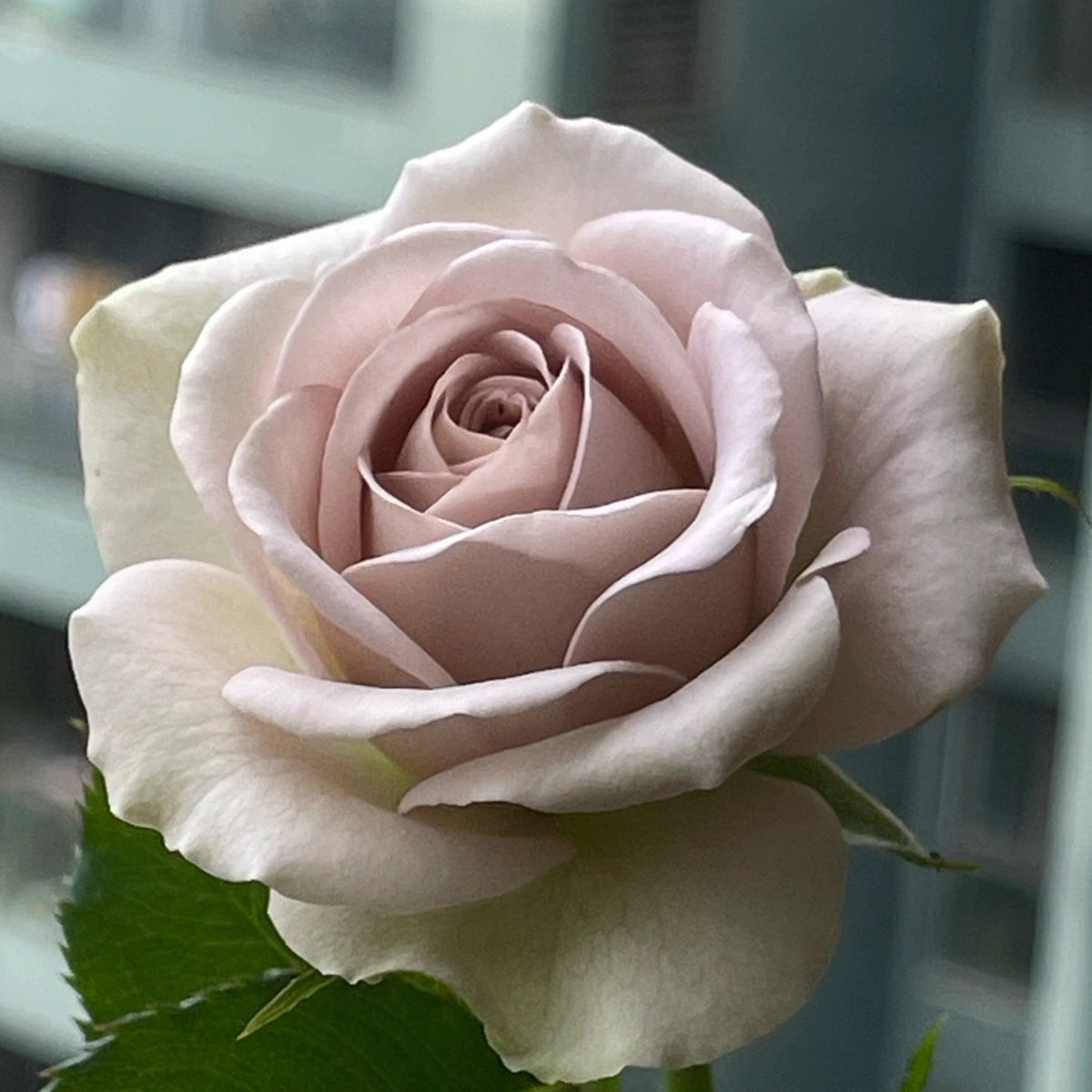 Notre Dame Dutch Florist Shrub Rose