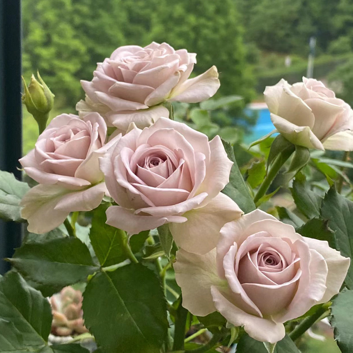 Notre Dame Dutch Florist Shrub Rose