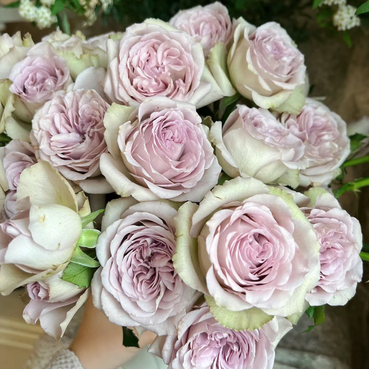 Notre Dame Dutch Florist Shrub Rose