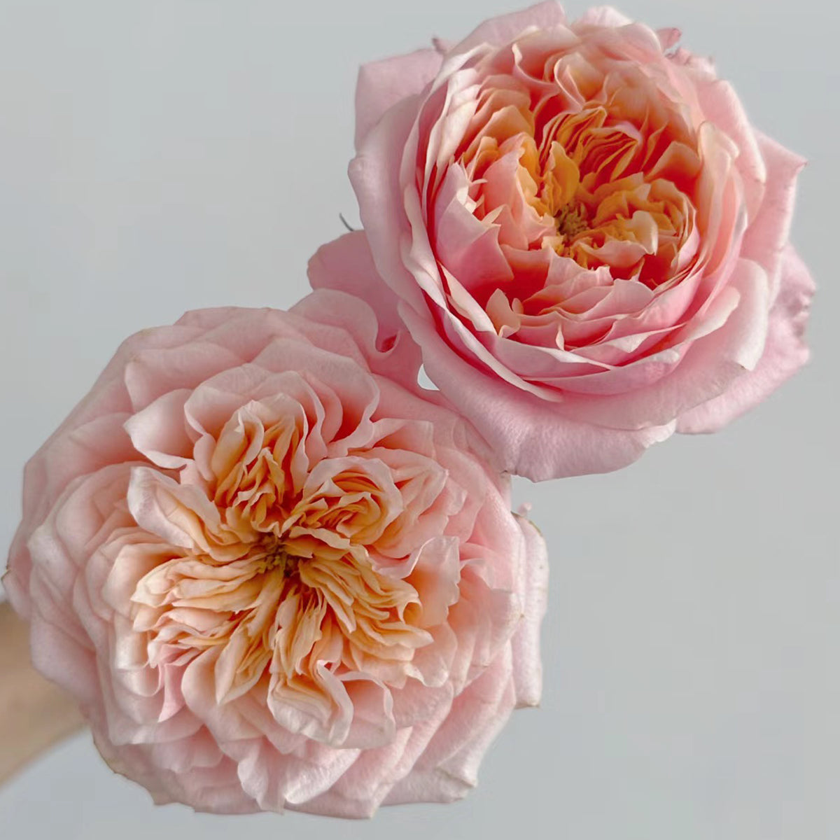 Dutch Florist Shrub Rose Inspired by Notting Hill
