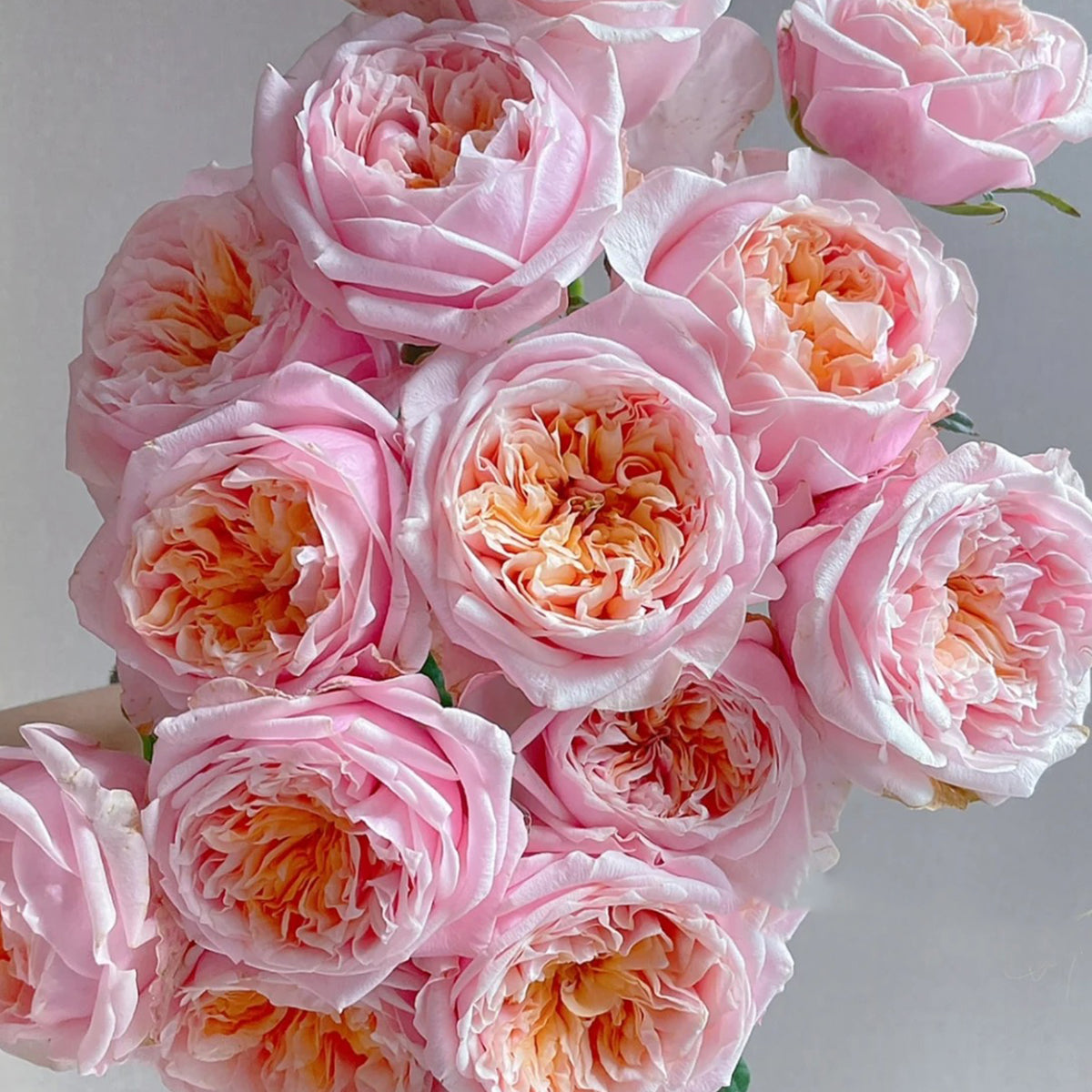 Dutch Florist Shrub Rose Inspired by Notting Hill