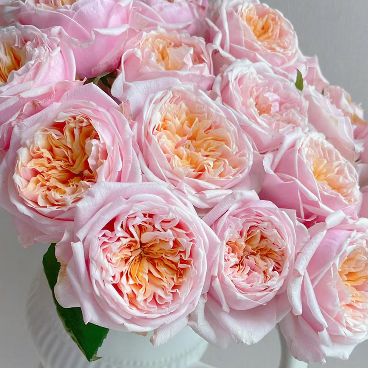 Dutch Florist Shrub Rose Inspired by Notting Hill