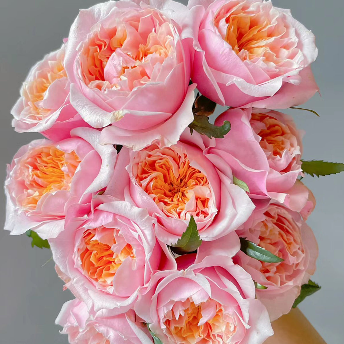 Dutch Florist Shrub Rose Inspired by Notting Hill